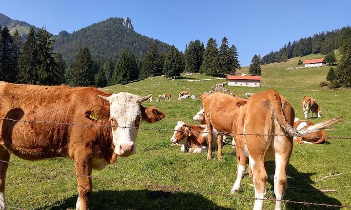 Berggasthof Staffn - Alm